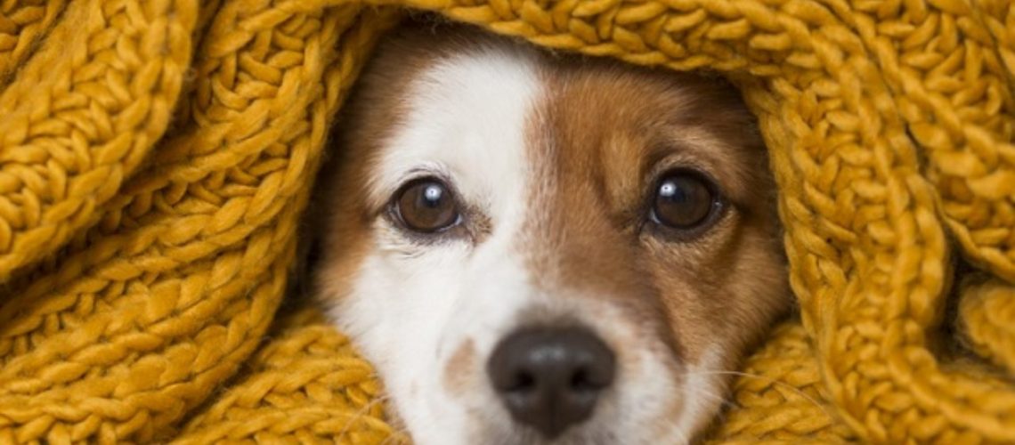 cachorro-com-frio-petlove-1280x720-1