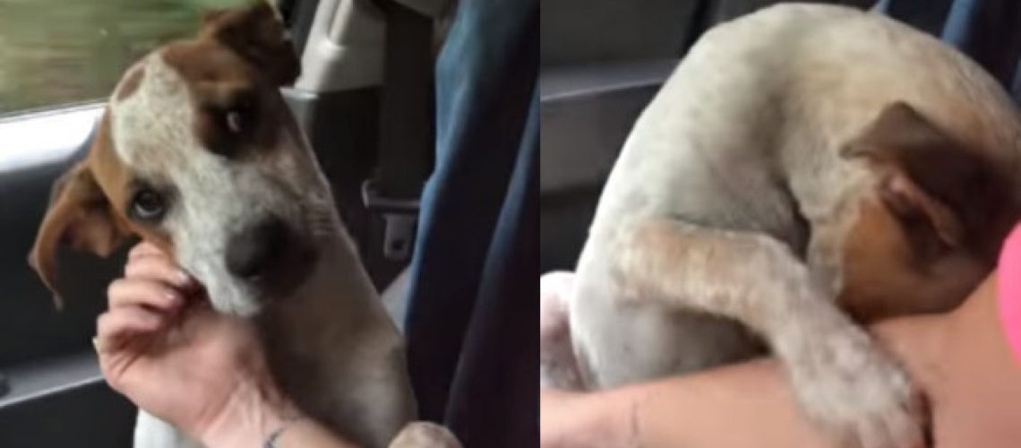 Mulher resgata cães e ganha um
abraço de gratidão (Fotos: Reprodução)